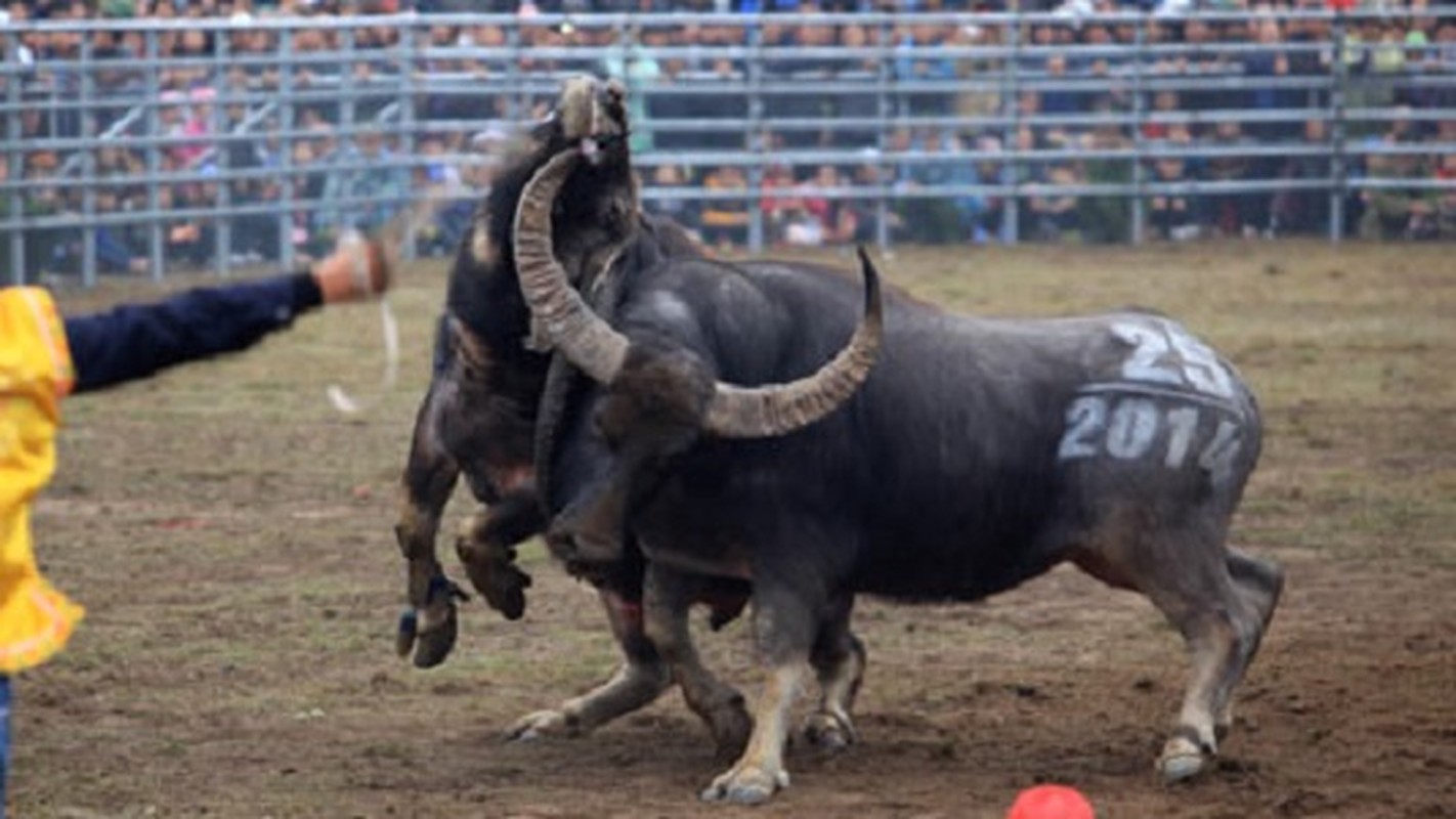 Khoanh khac sinh tu khi dong vat danh nhau-Hinh-2